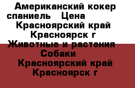 Американский кокер спаниель › Цена ­ 15 000 - Красноярский край, Красноярск г. Животные и растения » Собаки   . Красноярский край,Красноярск г.